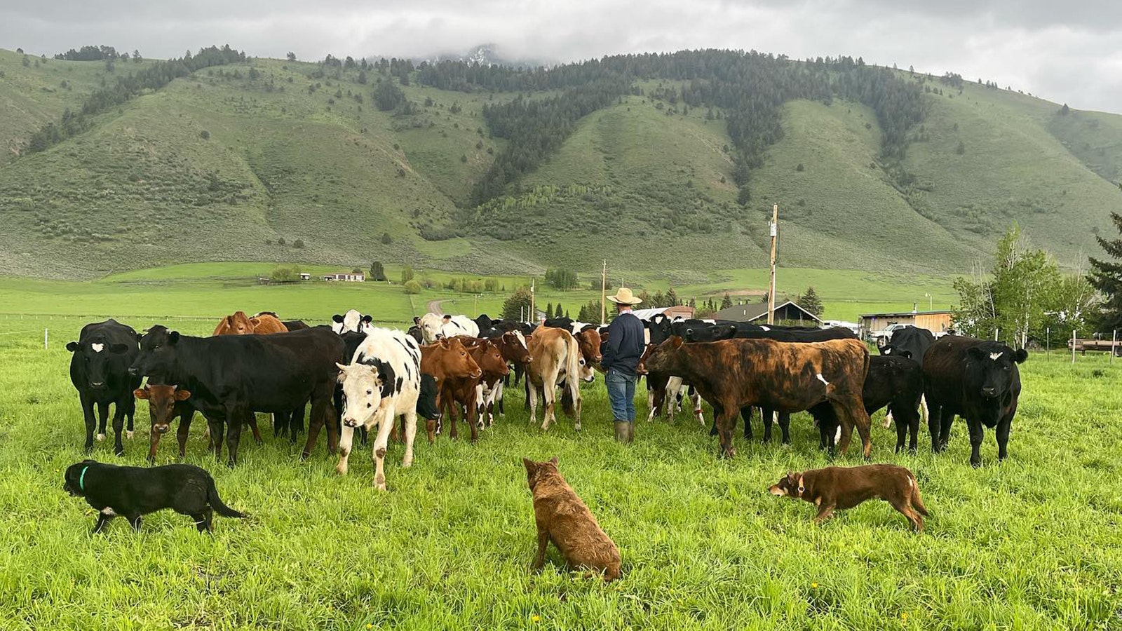 Shumway Farms cows 11 17 24