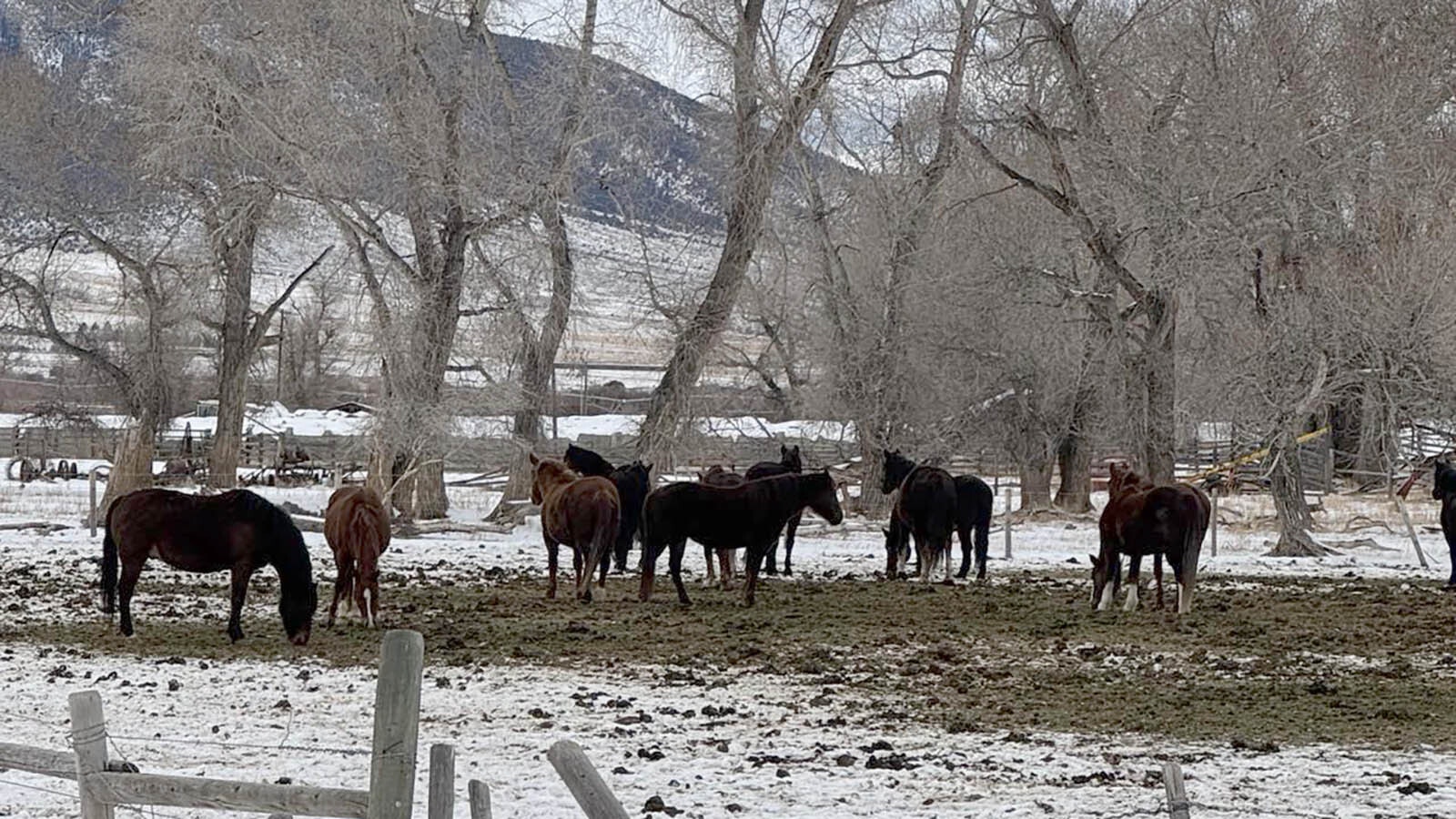 Some of the 86 seized horses being kept at a Montana ranch.