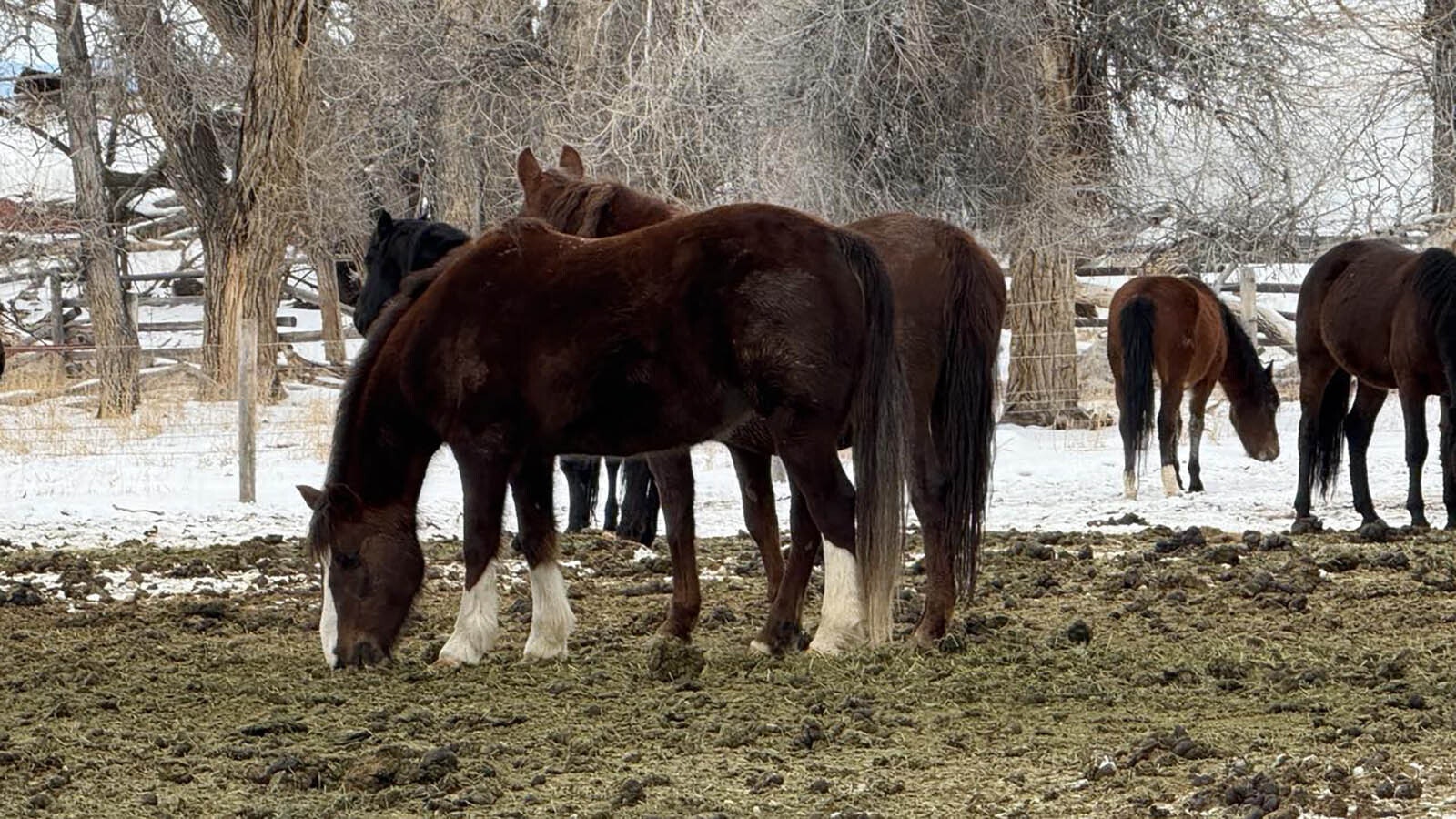 Some of the 86 seized horses being kept at a Montana ranch.