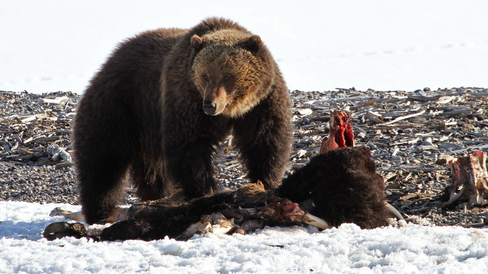 A grizzly bear on a winter-killed bison carcass is a sure sign of spring in Yellowstone National Park.
