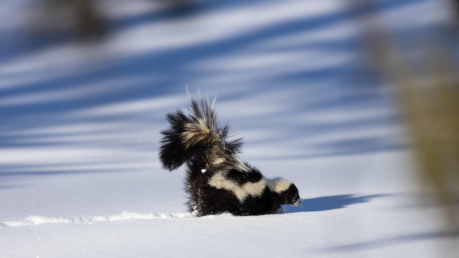 For many, skunk activity signals spring is sprung.