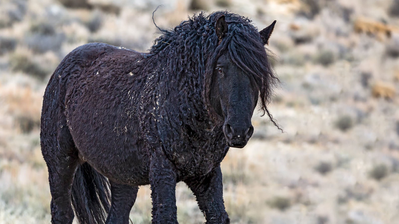 If your horse looks like this coming out of winter, be prepared for a lot of curry comb work.