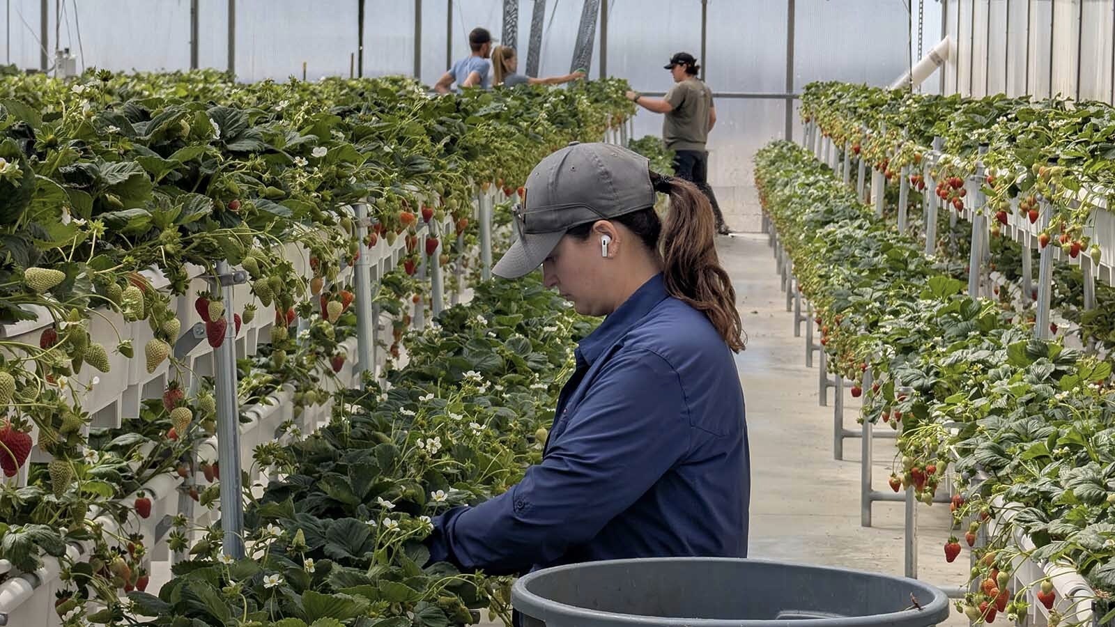 Tessa Parker cares for the strawberries at the Silver Stream Farm's expansive greenhouses.