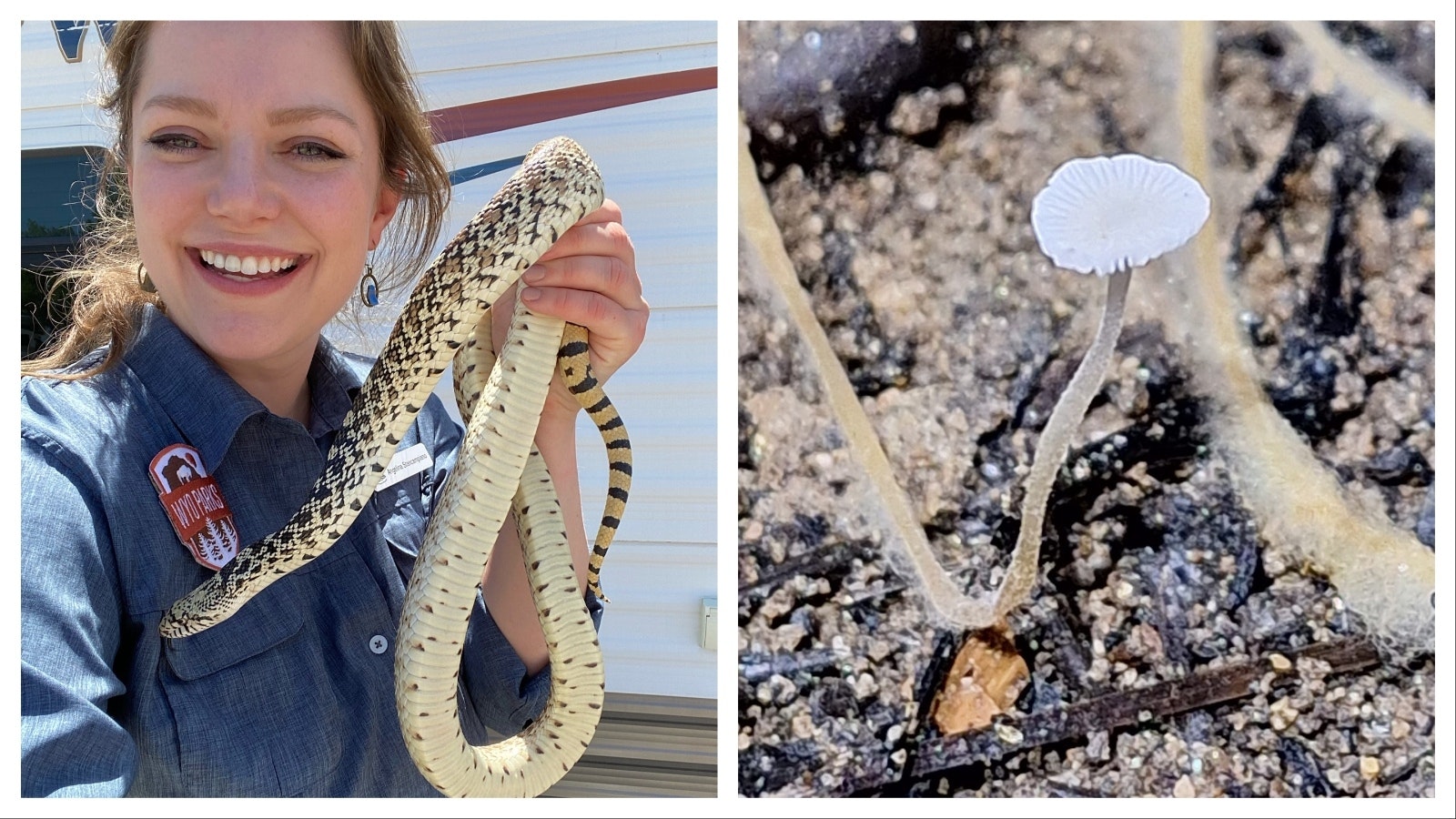 At the Sinks Canyon State Park, rattlesnake researchers and others have offered visitors an opportunity to meet and learn about the parks many reptiles lurking about. Right, a whole other world of life grows under Sinks Canyon.