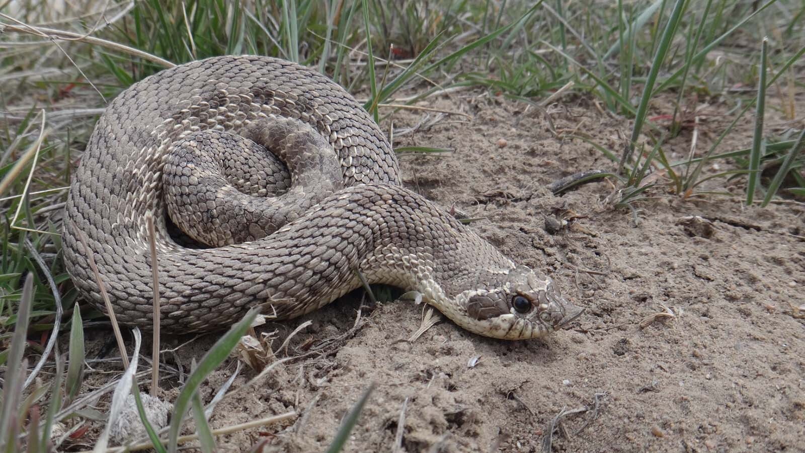At the Sinks Canyon State Park, rattlesnake researchers and others have offered visitors an opportunity to meet and learn about the parks many reptiles lurking about.