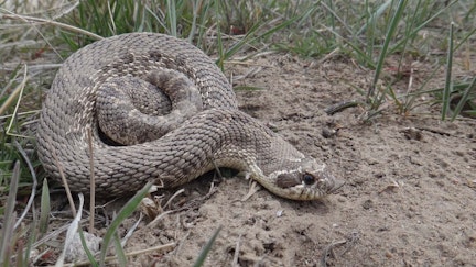 At the Sinks Canyon State Park, rattlesnake researchers and others have offered visitors an opportunity to meet and learn about the parks many reptiles lurking about.