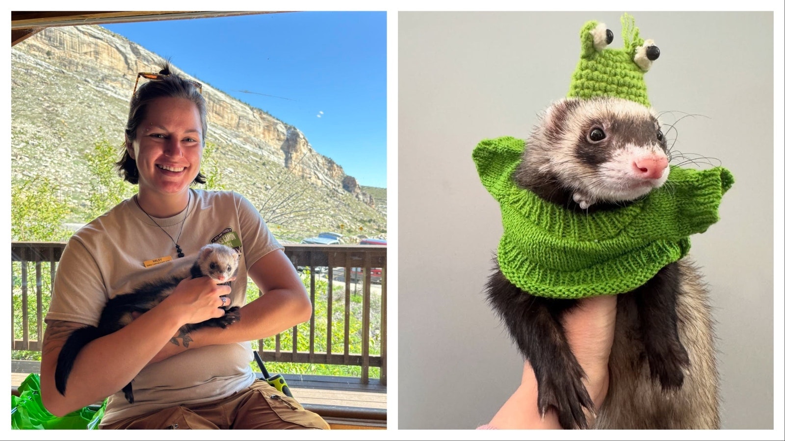 A popular interpretive program offered at the Wyoming State Parks statewide center on the black-footed ferret, a species that nearly went extinct and is being rescued through cloning.