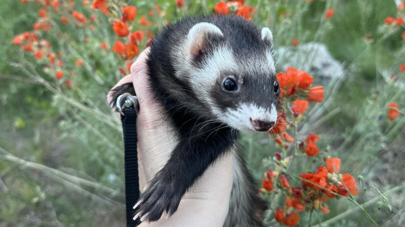 A popular interpretive program offered at the Wyoming State Parks statewide center on the black-footed ferret, a species that nearly went extinct and is being rescued through cloning.