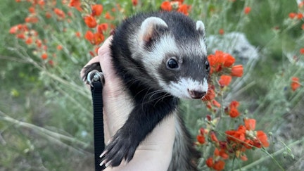 A popular interpretive program offered at the Wyoming State Parks statewide center on the black-footed ferret, a species that nearly went extinct and is being rescued through cloning.