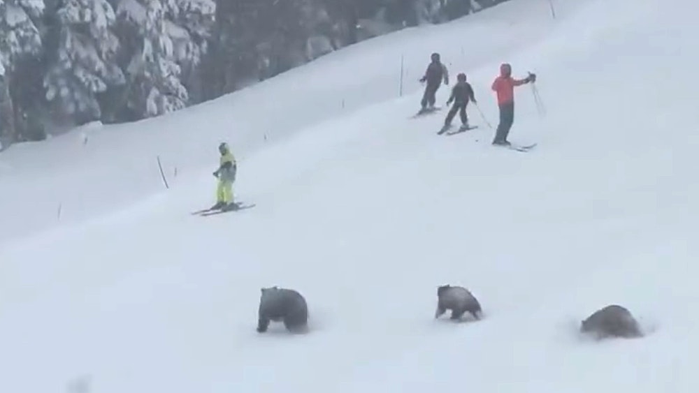 A mother black bear with two cubs went tearing across a California ski slope on Wednesday. With mild winter weather, unexpected wildlife spotting are occurring in Wyoming, California and Canada.