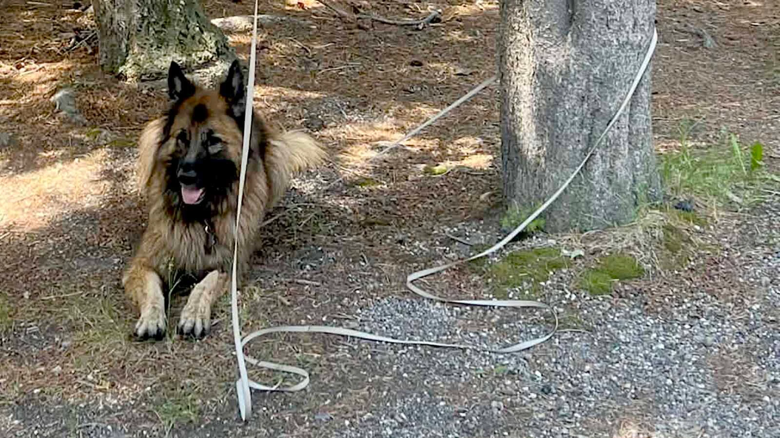 Mia, a German shepherd, was trying to take a bathroom break during a road trip with her owners when Yellowstone tourists mistook her for a bear. 