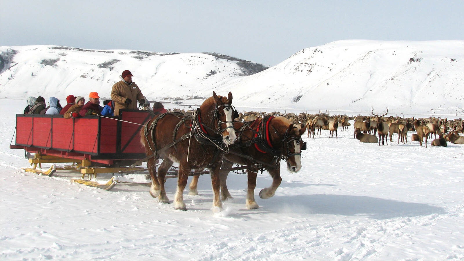The annual sleigh rides through the National Elk Refuge near Jackson, Wyoming, gets people almost close enough to touch the thousands of wild elk that come down to feed there.