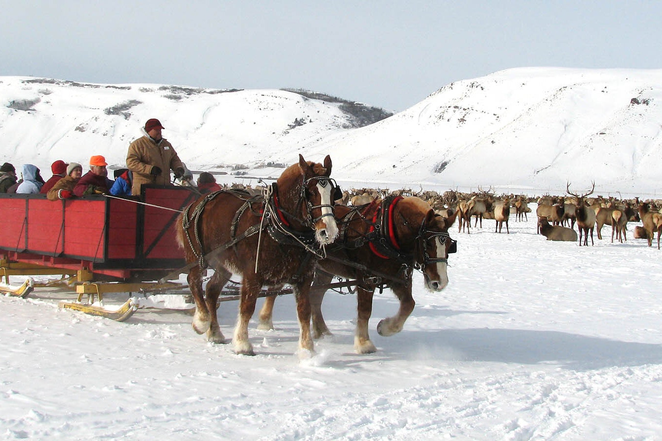 The annual sleigh rides through the National Elk Refuge near Jackson, Wyoming, gets people almost close enough to touch the thousands of wild elk that come down to feed there.