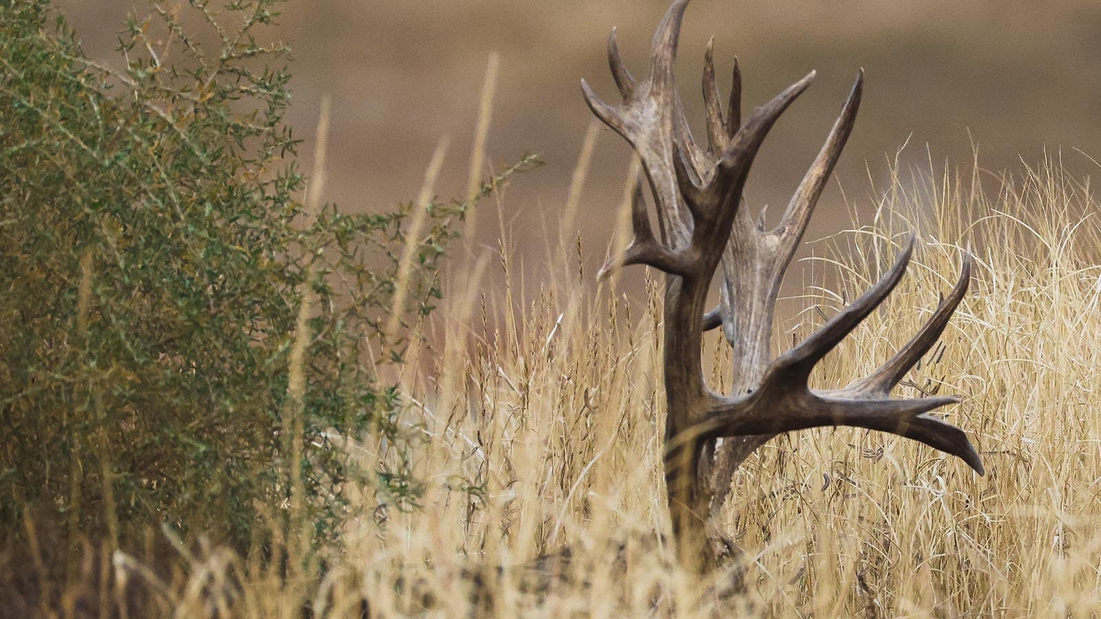 The antlers of a famous Colorado mule deer called Slingshot were so huge, some people mistook them for tree branches.