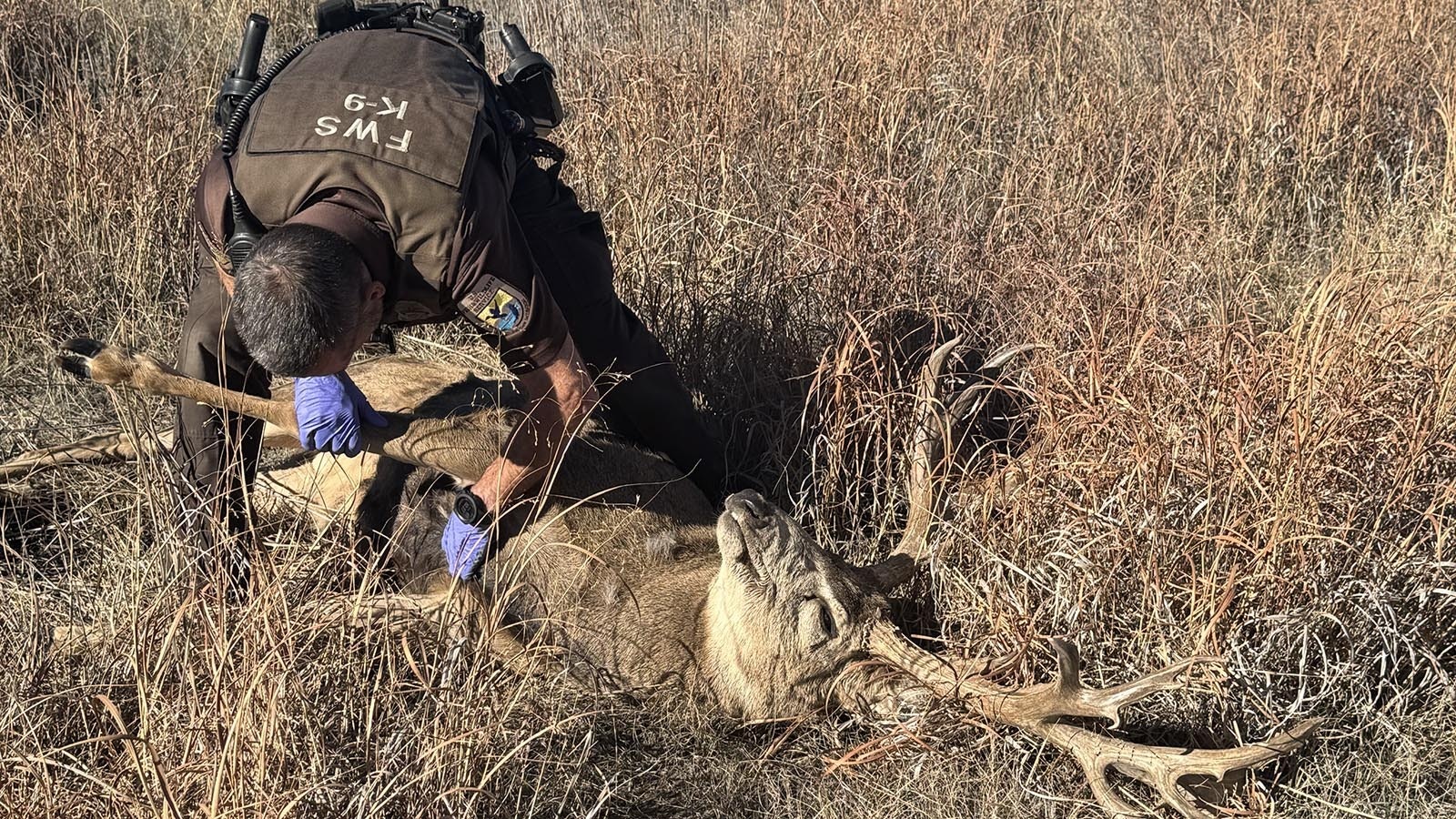 A U.S. Fish and Wildlife Service game warden inspects the carcass of Slingshot, a famous mule deer buck at the Rocky Mountain Arsenal National Wildlife Refuge.