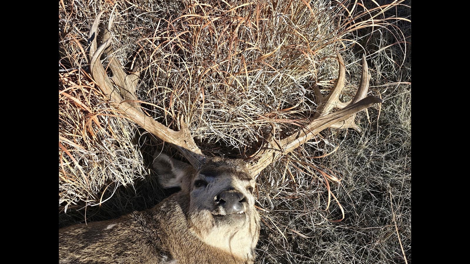 A famous Colorado mule deer buck called slingshot died Sunday. It’s thought he was fatally wounded in a fight with another buck.