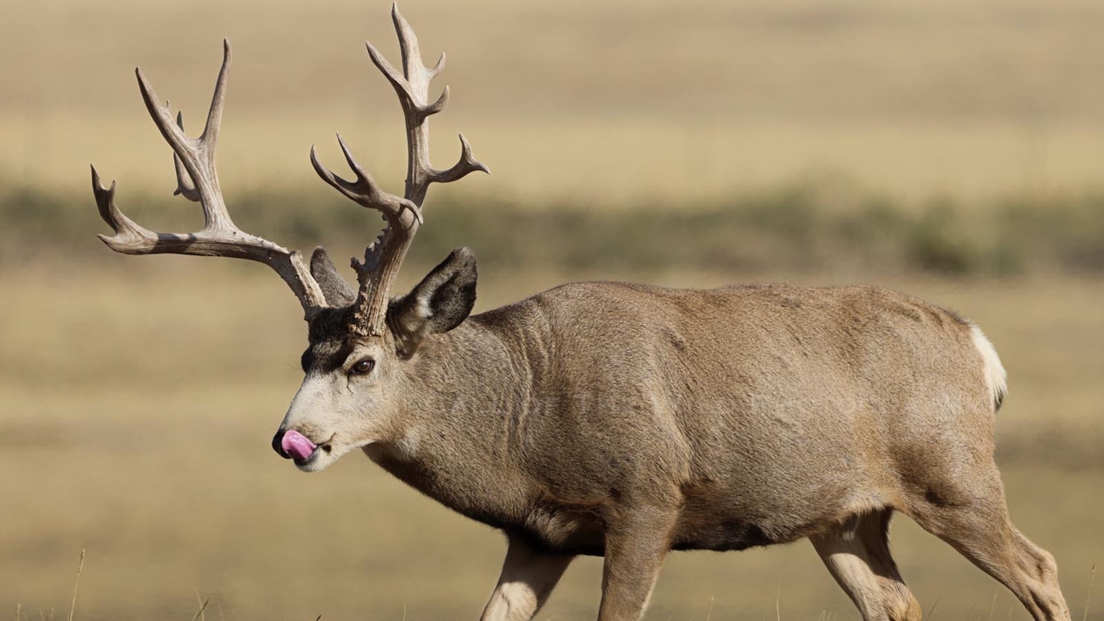 Slingshot was a famous mule deer buck that lived on the Rocky Mountain Arsenal National Wildlife Refuge near Denver.