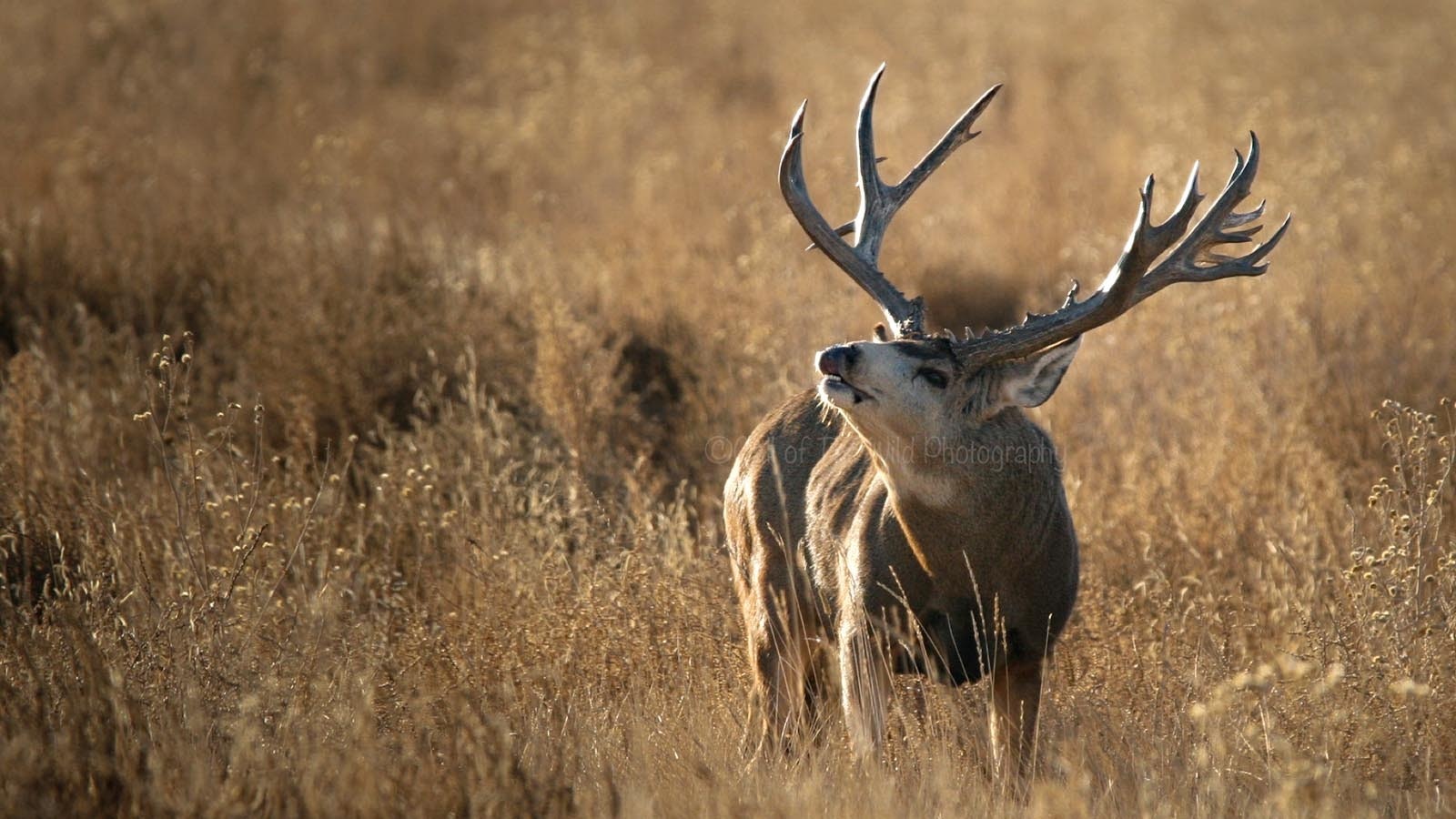 Slingshot was a famous mule deer buck that lived on the Rocky Mountain Arsenal National Wildlife Refuge near Denver.