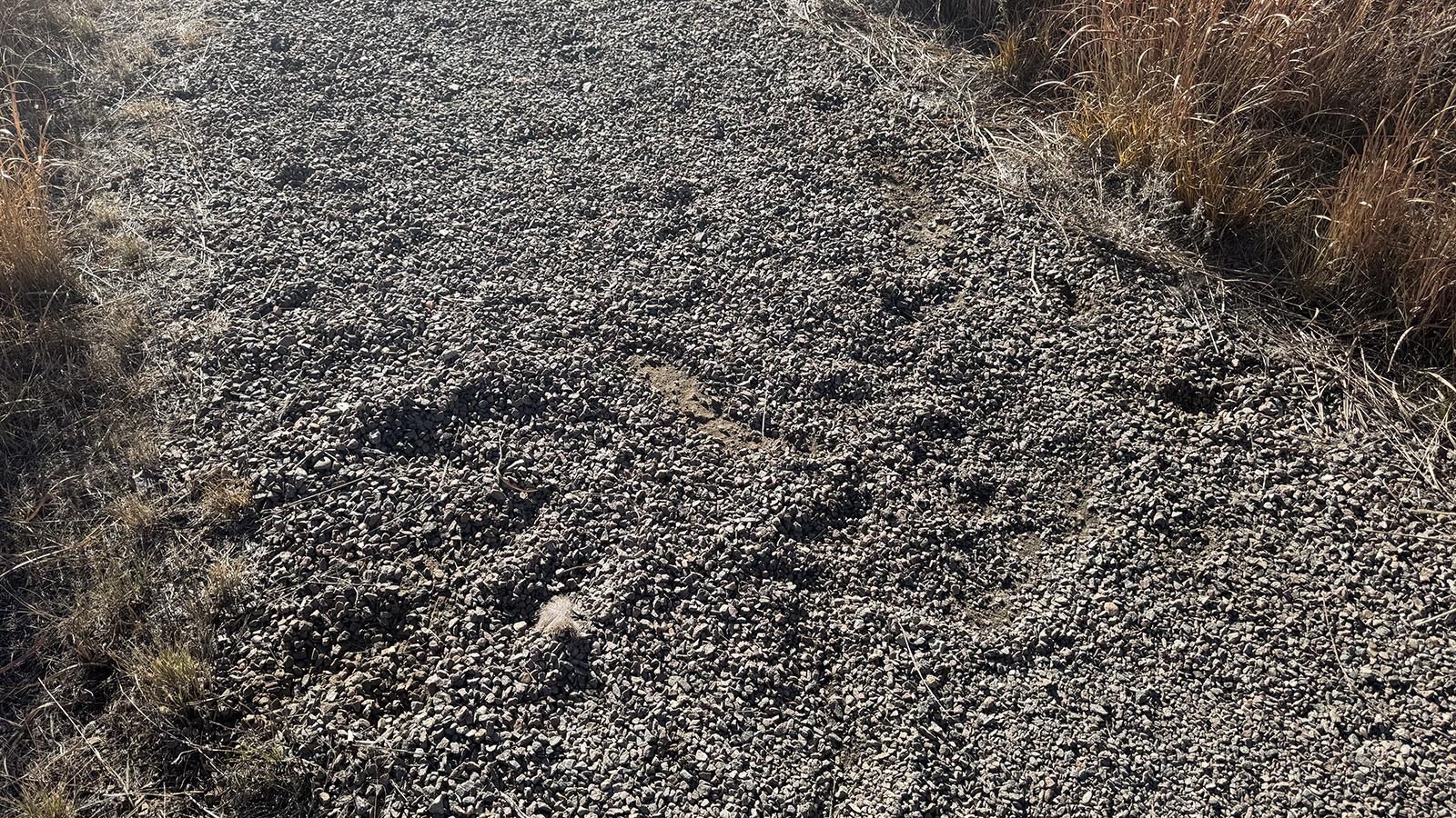 The ground is torn up where a famous Colorado mule deer buck called Slingshot is thought to have fought another buck to the death.