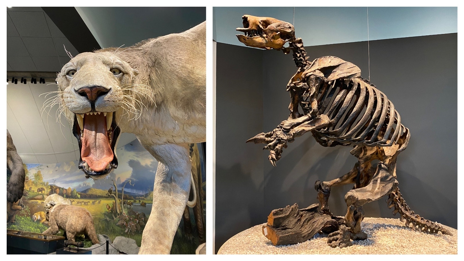 Left, a model of Homotherium, a scimitar-toothed cat, at the George C. Page Museum at the La Brea Tar Pits in Los Angeles, California. This is another common predator at Rancho La Brea that's never been found in Natural Trap Cave. Right, a Paramylodon skeleton on display at the George C. Page Museum at the La Brea Tar Pits in Los Angeles, California. Three types of giant ground sloth have been found at Rancho La Brea, but none have been found at Natural Trap Cave, despite the two sites being the same age and sharing several species.