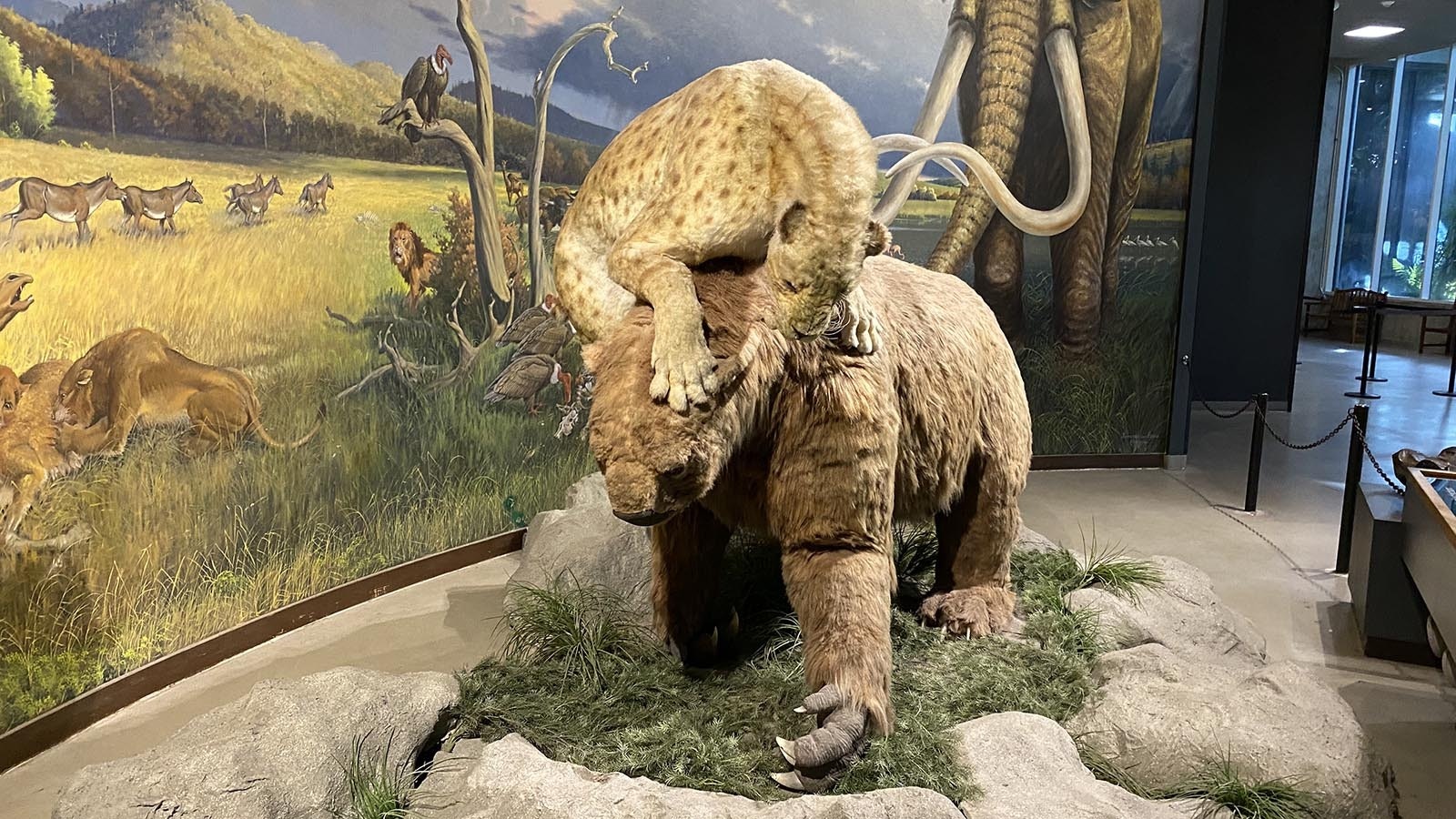 A model of a saber-toothed cat attacking a giant ground sloth the George C. Page Museum. Both of these Ice Age mammals lived in areas with leafy trees and bushes, which didn't grow in the arid climate that existed in northern Wyoming 30,000 years ago.