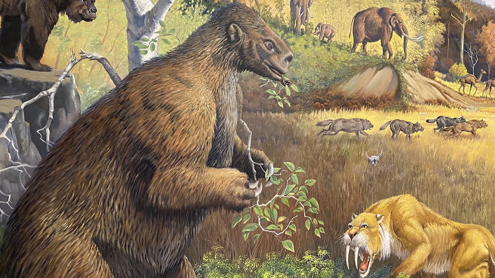 A recreation of Rancho La Brea during the Late Pleistocene, 30,000 years ago. This arid climate supported the leafy plants that giant ground sloths ate and saber-toothed cats used for cover while hunting. At the same time, Wyoming was drier and covered with pine trees and juniper - not too different from today but not an ideal habitat for these Ice Age species.