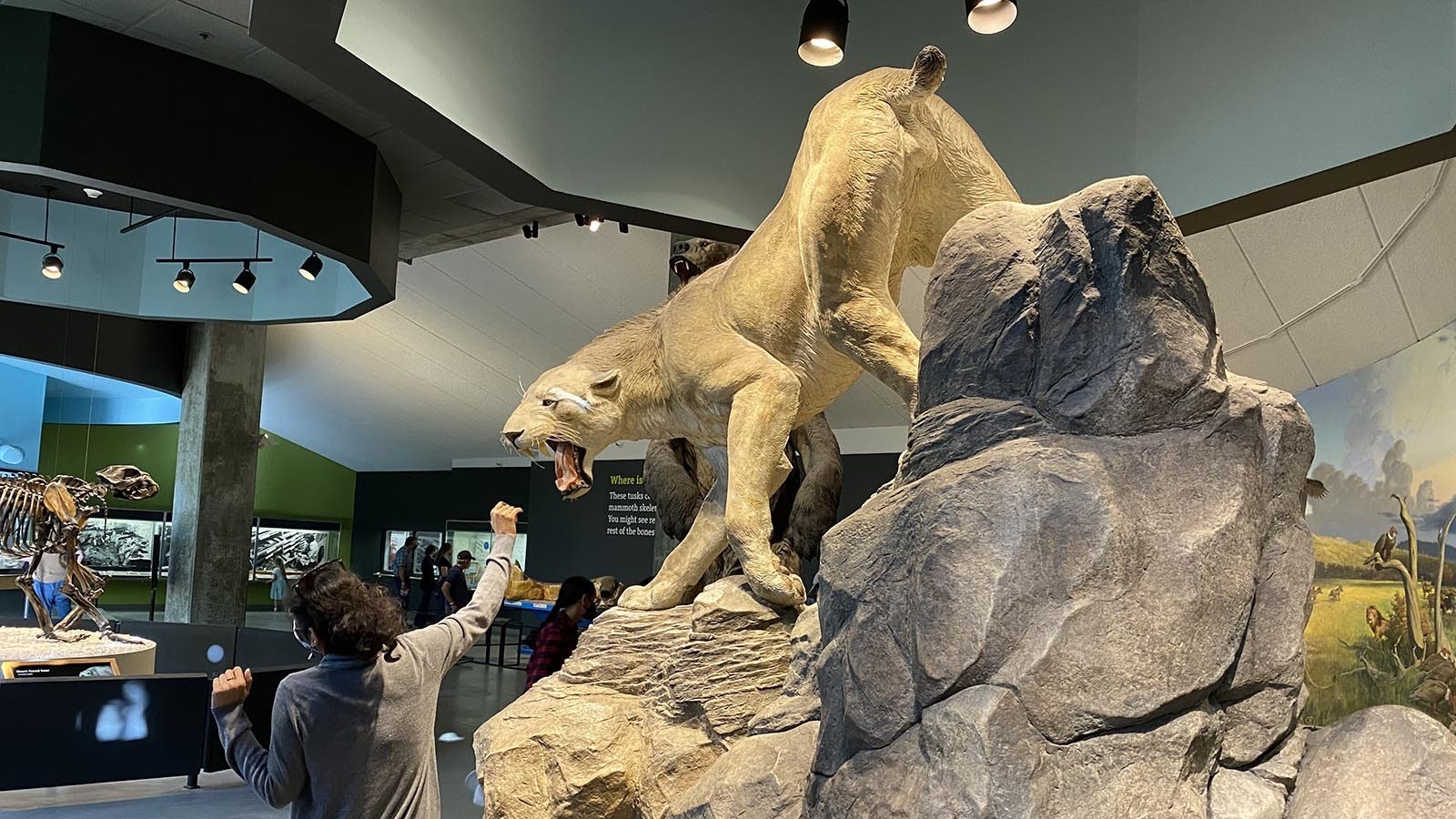 A model of Homotherium, a scimitar-toothed cat, at the George C. Page Museum at the La Brea Tar Pits in Los Angeles, California. This is another common predator at Rancho La Brea that's never been found in Natural Trap Cave.