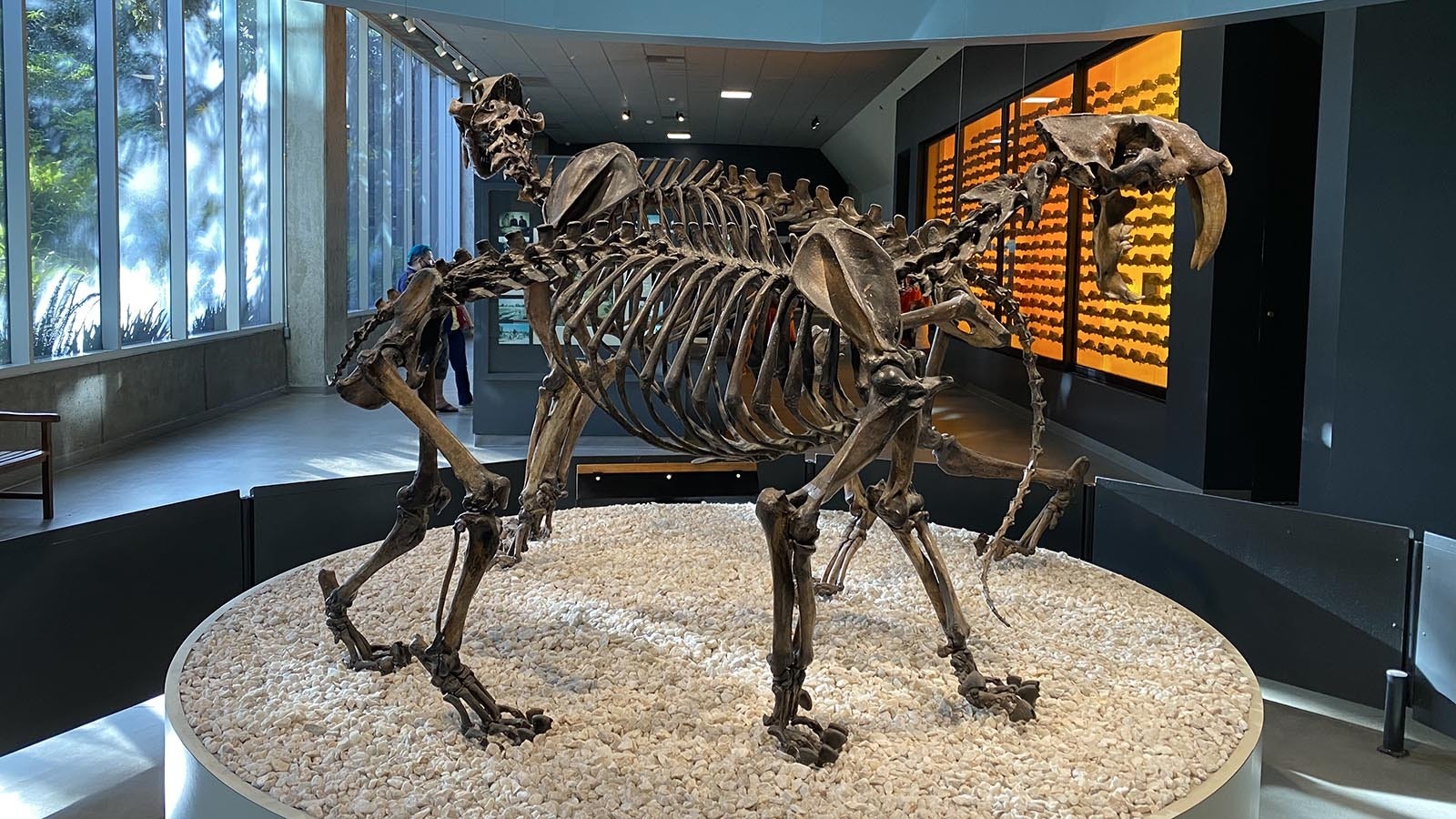 A Smilodon skeleton on display at the George C. Page Museum at the La Brea Tar Pits in Los Angeles, California. Smilodon is one of the most common predators found in the asphalt pits in Southern California, but not a single fossil from it or any saber-toothed cat has been found in Natural Trap Cave in northwest Wyoming.