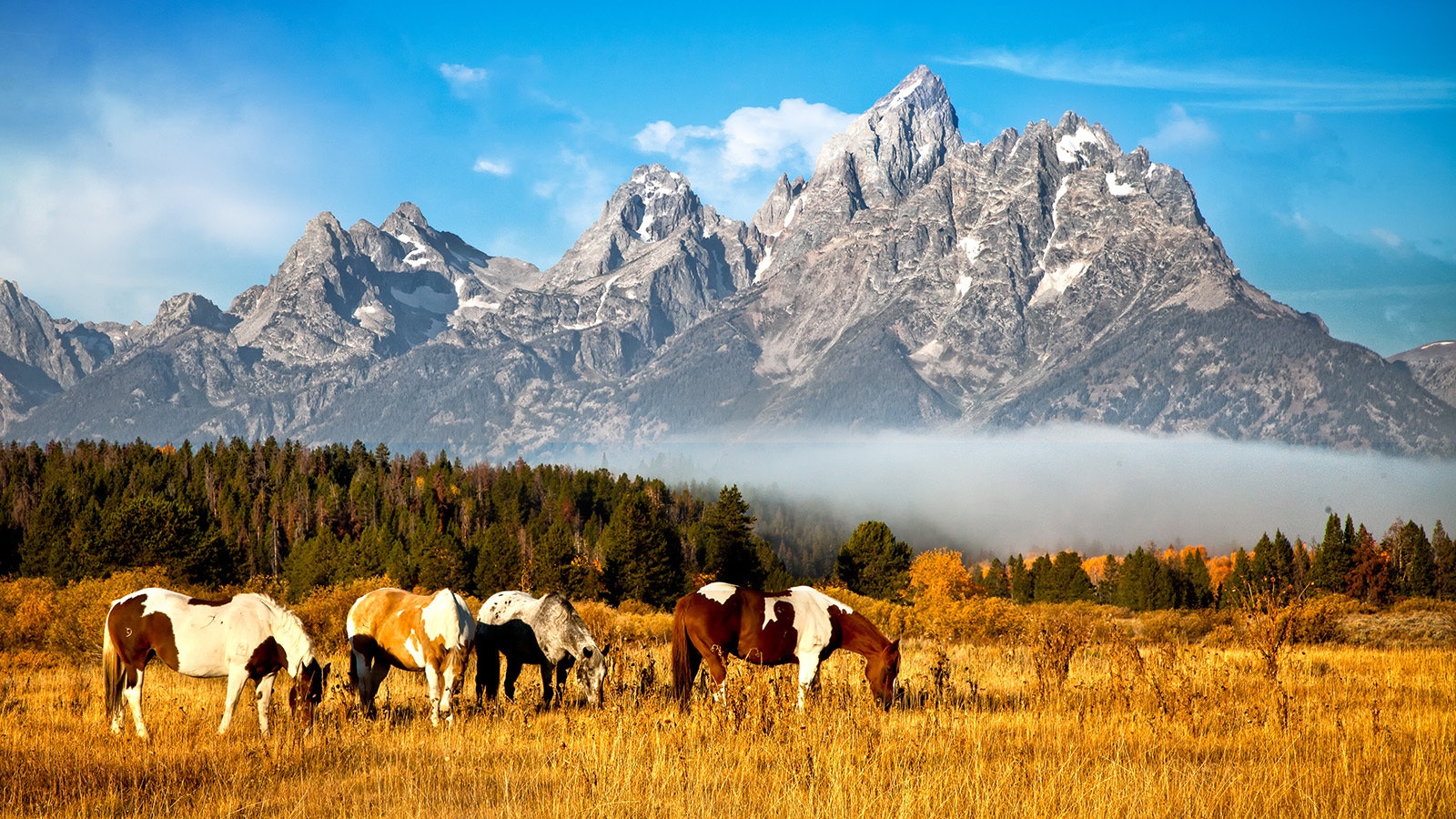 A new study says horses may be smarter than previously thought, but that's not news for most Wyomingites who know horses better than most.