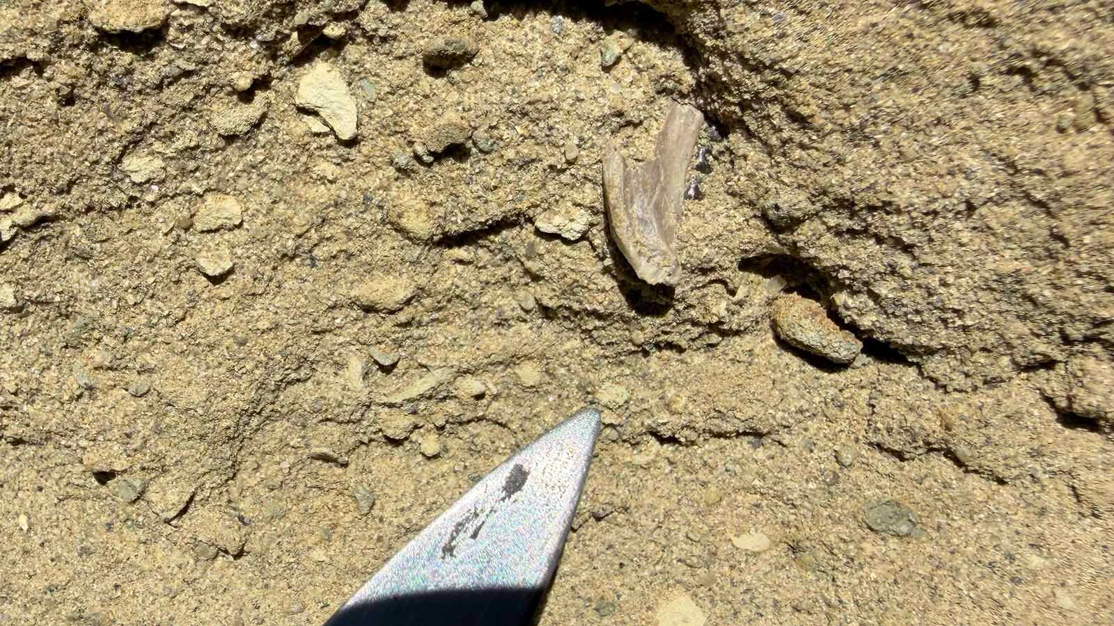 The tiny, fossilized jaw in the sandstone of Smiley Draw in southern Wyoming. These fossils are delicate and extremely small, but the implications they have on the paleontological study of the origins and evolution of primates are enormous.