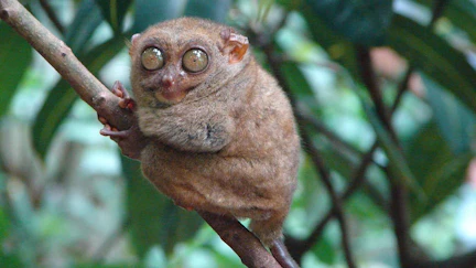 A modern day Philippine Tarsier. Many of the Eocene fossils found in Smiley Draw came from the prehistoric ancestors of these tiny primates.