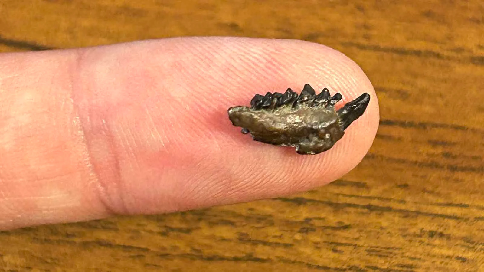 The jaw of Tetonius varleyorum, a new species of tarsier-like primate that lived in Wyoming 55 million years ago, on a human fingertip.