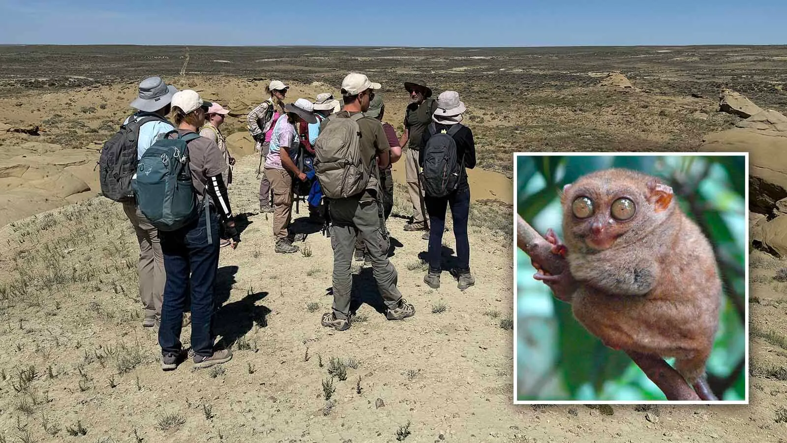 A slew of 55 million-year-old fossils from Earth’s earliest primates have been discovered in southwestern Wyoming, offering new insights into the evolution of humanity’s sap-sucking ancestors. The tiny primates were around the size of a mouse lemur.