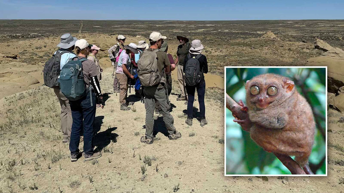 "Something Strange Going On": 55 Million-Year-Old Primate Fossils Found In SW Wyoming - Cowboy State Daily image