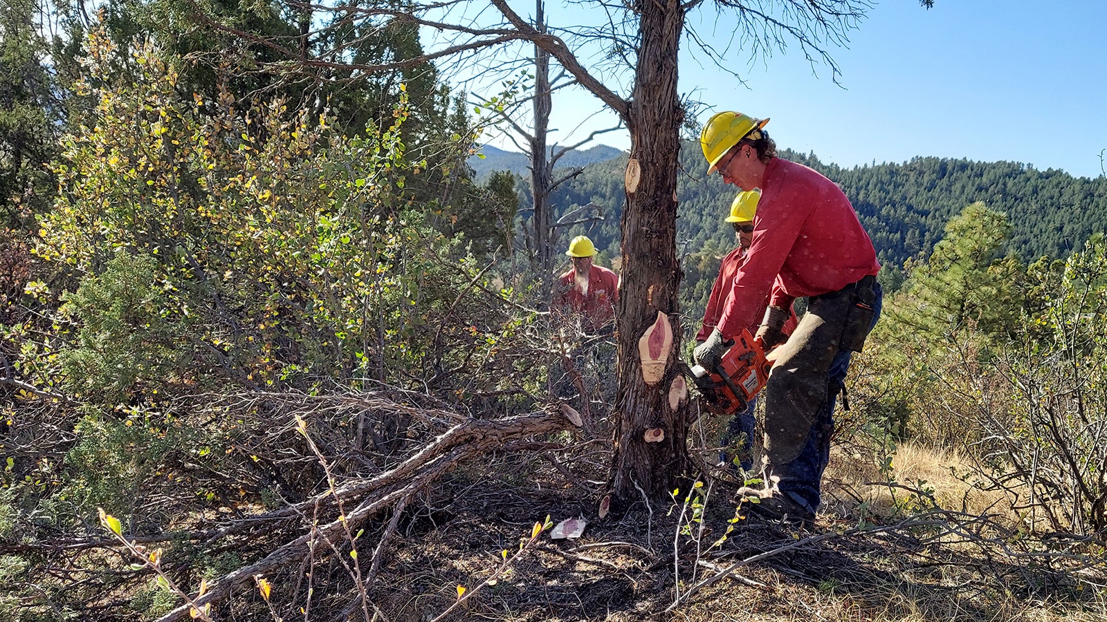 Along with wildland firefighting, about 75% of the Smokebusters' duties include forest management.