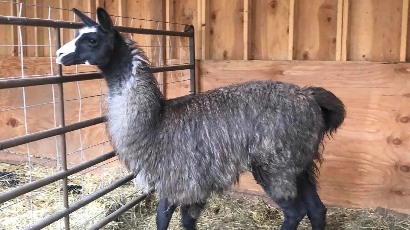 Smokey, a 6-year-old experienced backcountry llama, has been lost in the Absaroka Range along the South Fork of the Shoshone River near Cody since Sept. 2. He was spooked by a grizzly, and has been seen hanging out with an elk herd.