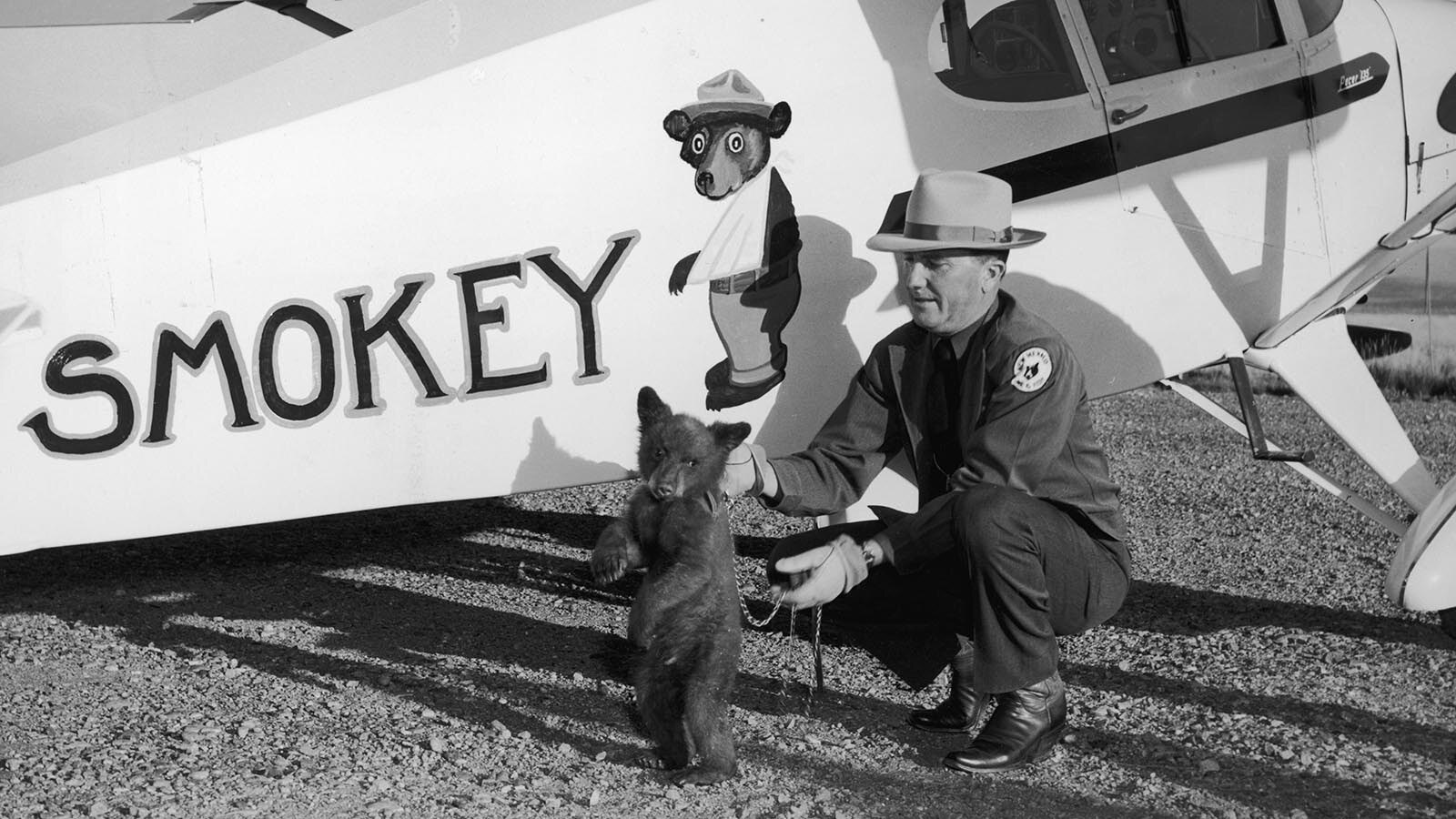 Smokey Bear is flown from Santa Fe, New Mexico, to his new home at the Washington National Zoo in a Piper J-3 Cub by New Mexico Assistant State Game Warden Homer C. Pickens in 1950. The little bear was rescued from a forest fire and named Smokey after the fire prevention symbol of the U.S. Forest Service.