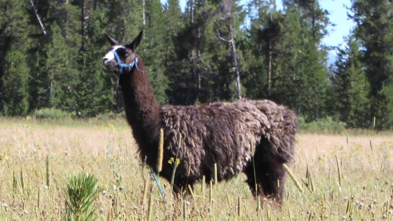 Smokey, a 6-year-old experienced backcountry llama, has been lost in the Absaroka Range along the South Fork of the Shoshone River near Cody since Sept. 2. He was spooked by a grizzly, and has been seen hanging out with an elk herd.