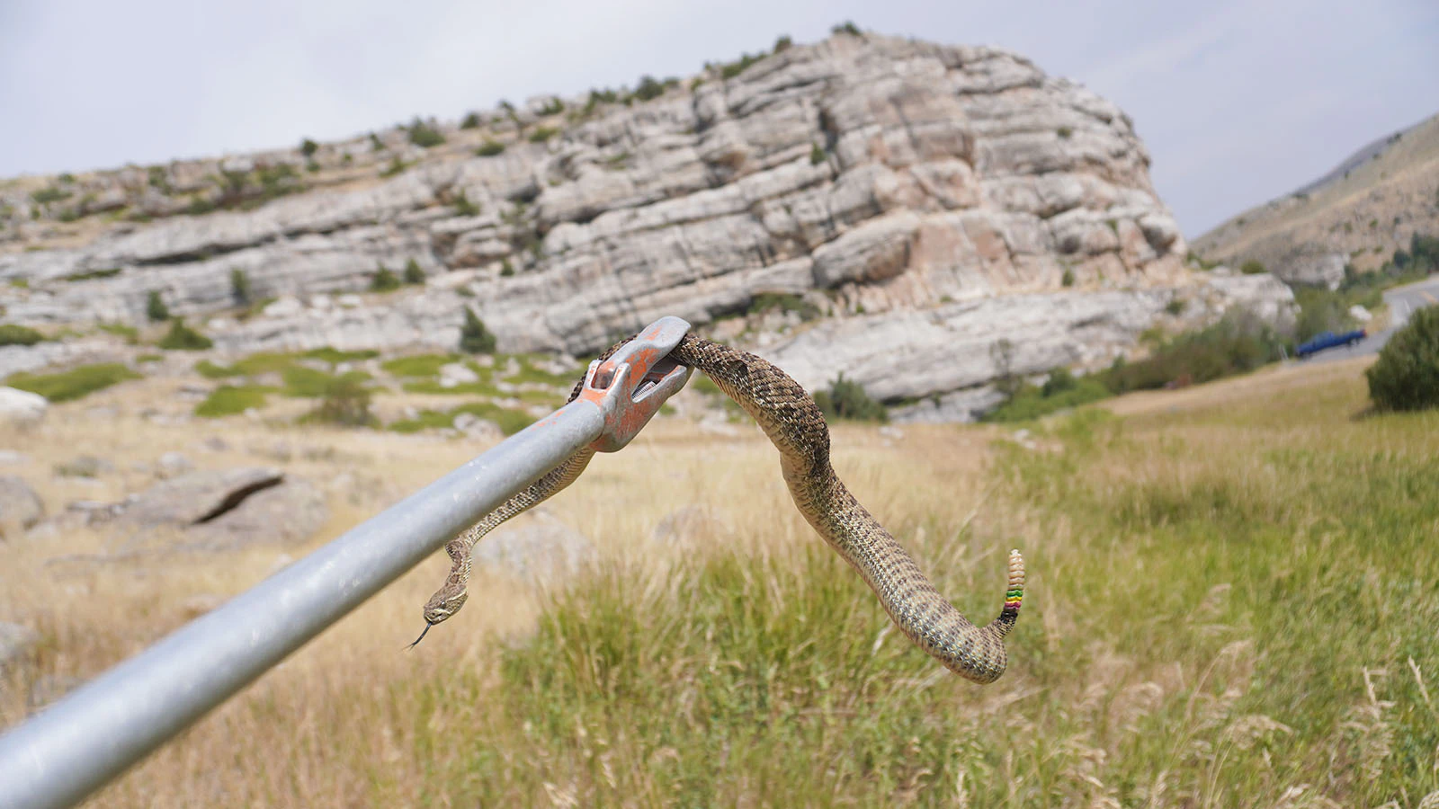 Prairie rattlesnakes are thriving in Sinks Canyon State Park near Lander in part because of an abundance of food sources.