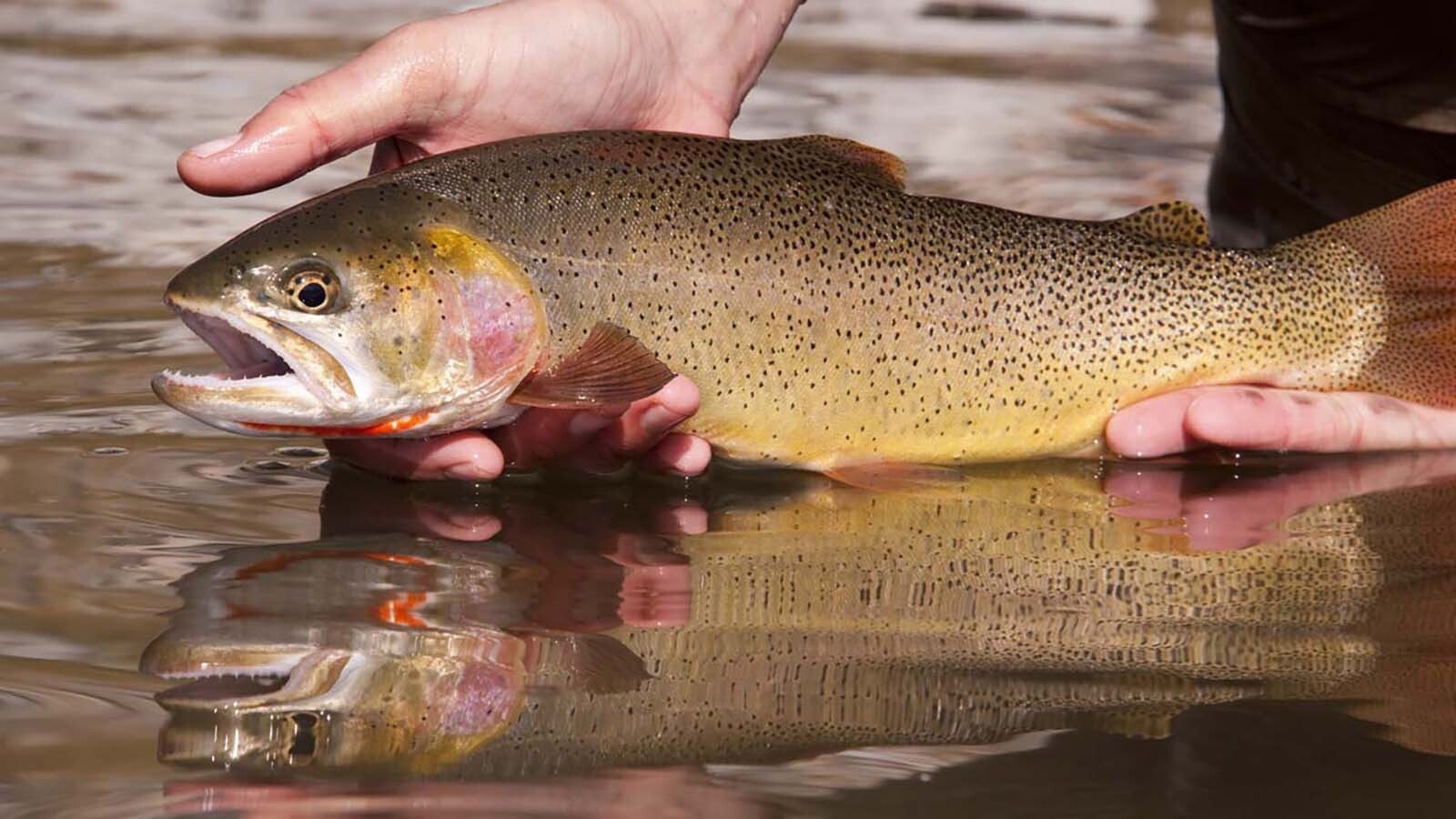 Trout, — particularly Wyoming's prized cutthroat trout — like cold water. That means there’s concern over what increasing water temperatures could mean for the future of Wyoming’s angling.