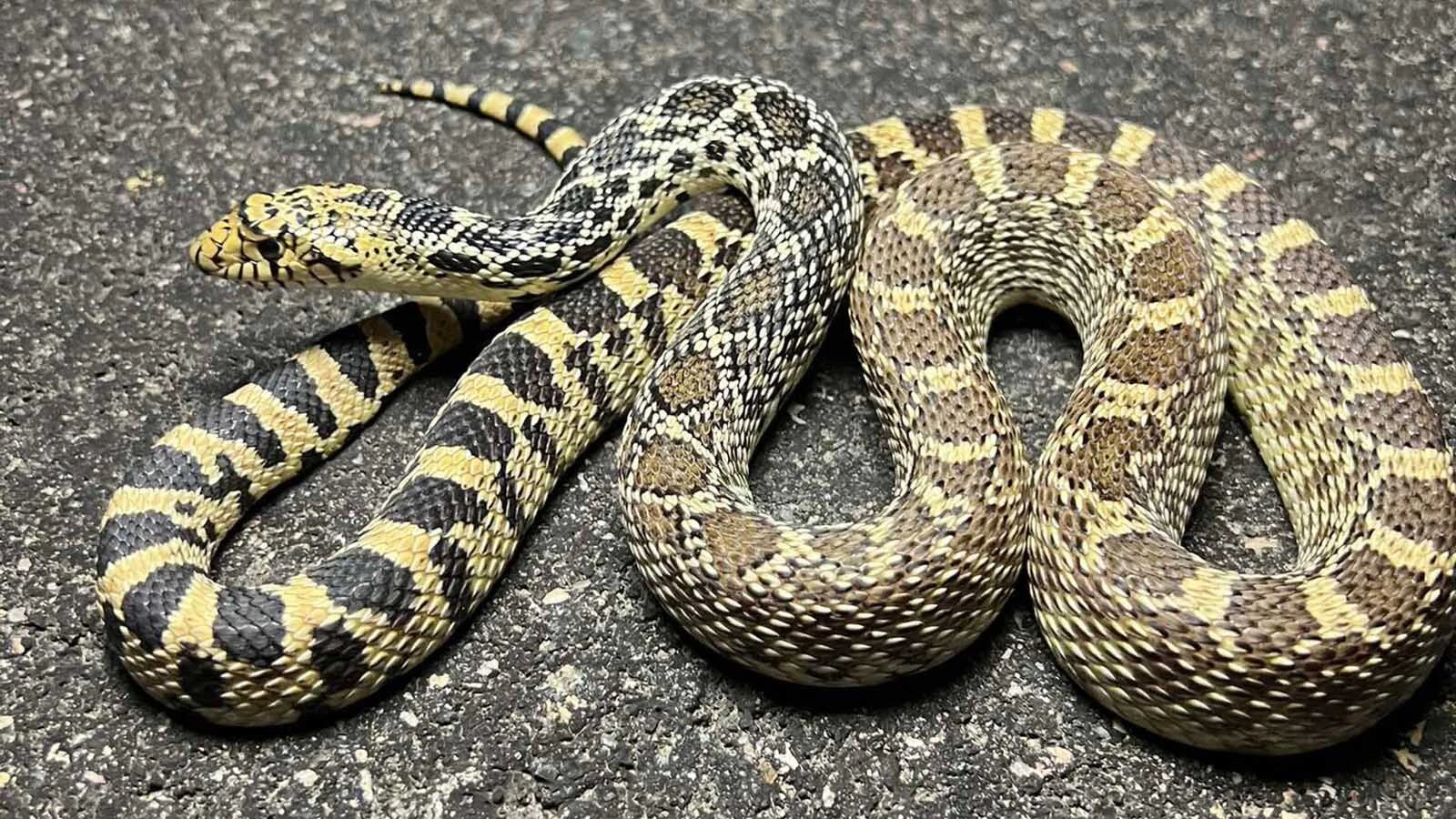 The bull snake or gopher snake is completely non-venomous but does not want you to know that.  When threatened, they put on a dramatic show according to the National Park Service. The bullsnake will puff up their bodies, hiss loudly, flatten their head into a triangle and vibrate their tails in dry bush to mimic a rattlesnake.