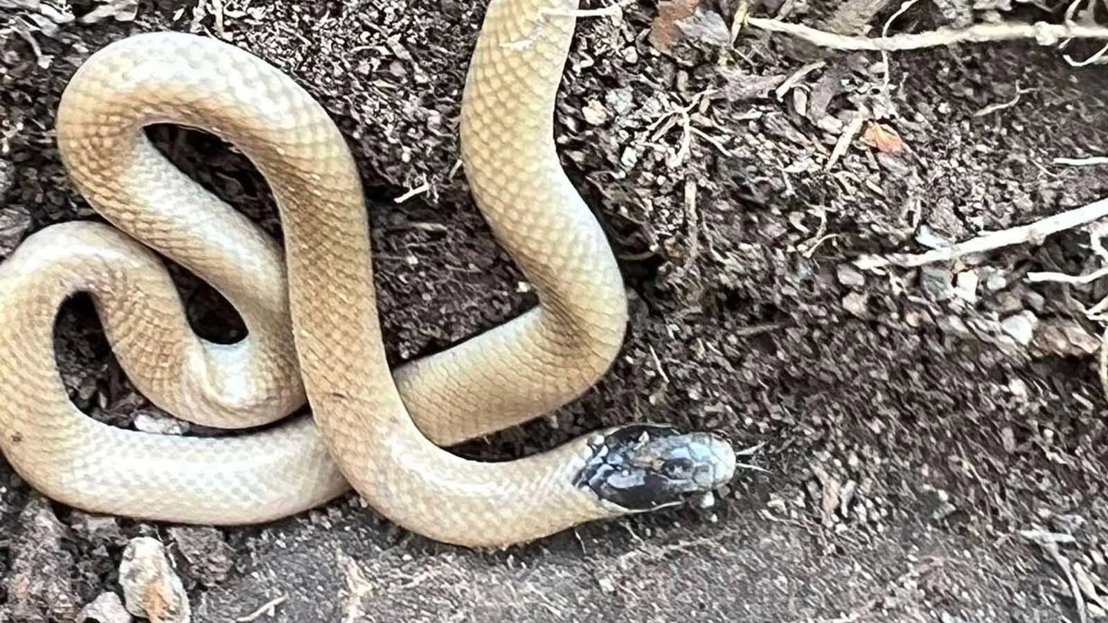 The plains black-headed snake is completely harmless because it's mouth is too small to pierce human skin and its mild venom is for small invertebrates. Due to its secretive nature, it is rare to see one but they are known to be in southeastern Wyoming in the Platte and Carbon Counties. They are very small, secretive, burrowing snakes that spend almost all of their lives underground or hidden beneath rocks and logs, typically only surfacing at night. 