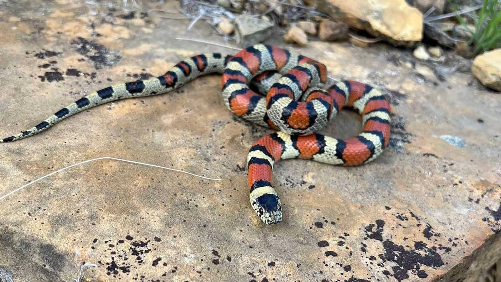 The pale milk snake is not a venomous coral snake and is found in the Bighorn Basin, eastern plans and southeastern corner of Wyoming. They are rare to see because they spend their life hiding under rocks, within rocky outcrops, badland scarps, ponderosa pines, and shortgrass prairies according to the University of Wyoming. Since they are so secretive, spotting one in the wild is a rare treat and Wyoming Game and Fish is asking the public to report any sightings for their database. 