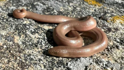 The northern rubber boa is found in the northwest corner of state such as Star Valley and east into the Bighorn Mountains. They are a small, docile, non-venomous constrictors that are rarely seen since they are excellent burrowers and climbers. The Wyoming Game and Fish consider them vulnerable/secretive and track sightings to help build their statewide database.