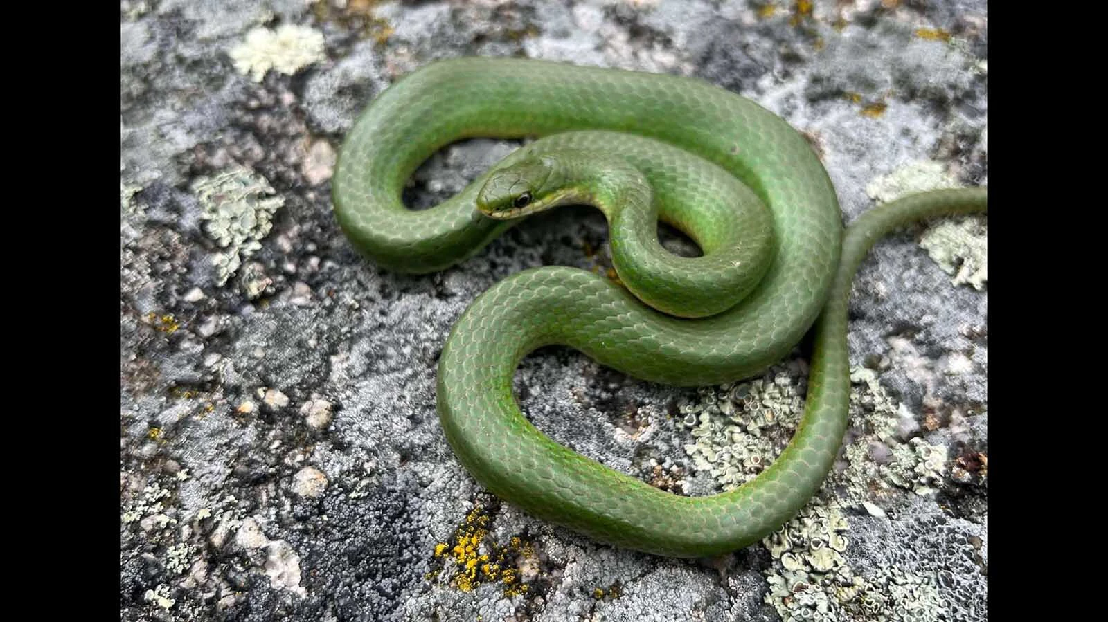 The smooth green snake is completely non-venomous, quite secretive and rarely seen. The Wyoming Natural Diversity Database said they are mostly found in localized pockets within southeast and south-central Wyoming and the Black Hills area. Their habitat are moist meadows, marshes, stream edges, open woods since they can camouflage in lush vegetation. This snake feeds almost exclusively on insects and spiders such as crickets, grasshoppers and caterpillars. 