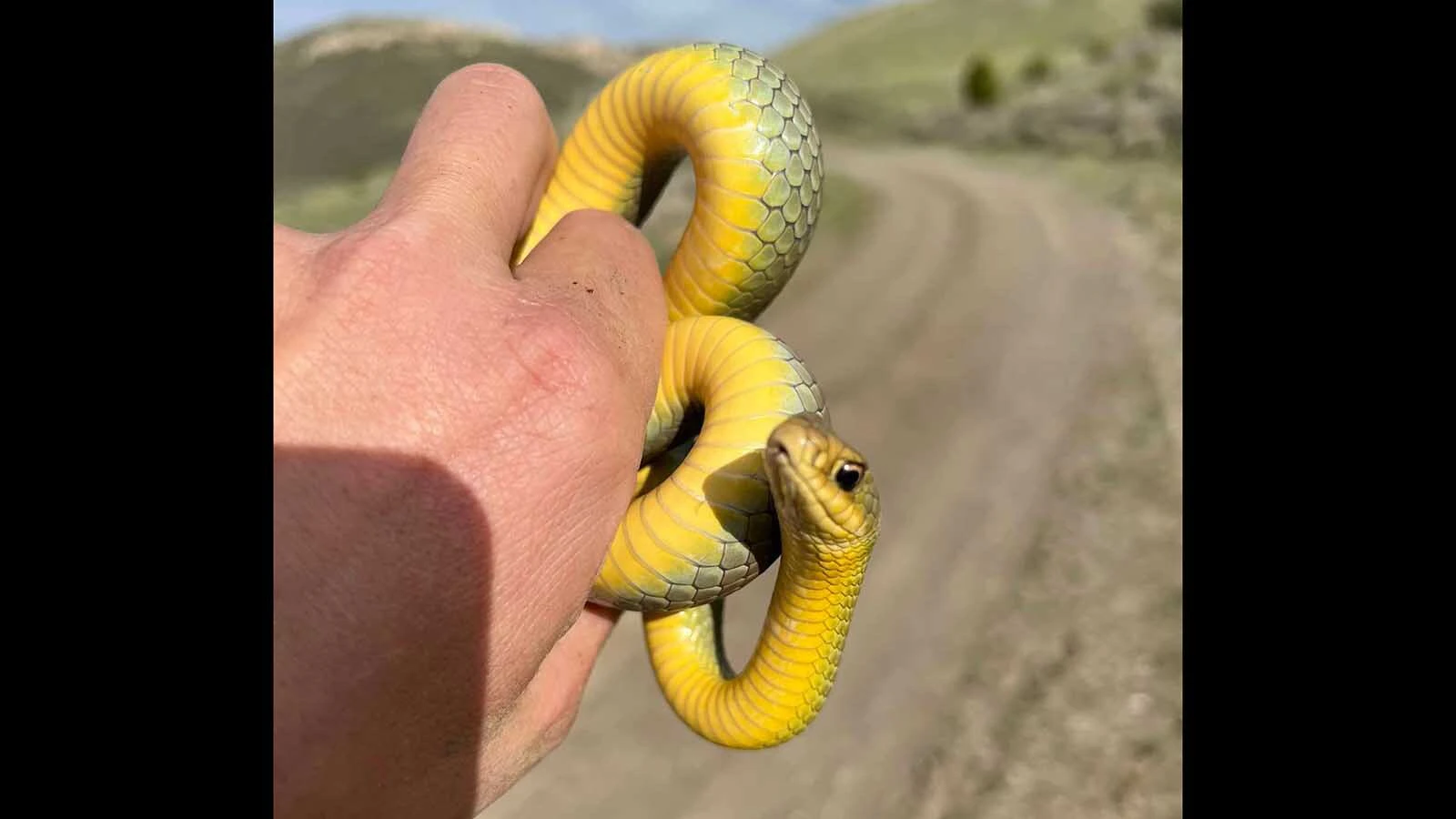 The Eastern yellow-bellied racer is incredibly fast, alert, and primarily hunts during the day using their sharp eyesight. Harmless to humans but feisty and will bite and musky-spray if cornered or handled. 