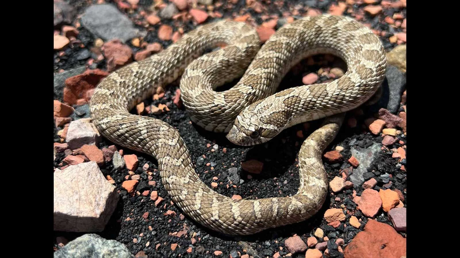 The plains hognose snake can be mistaken for a rattlesnake but is harmless to humans.
