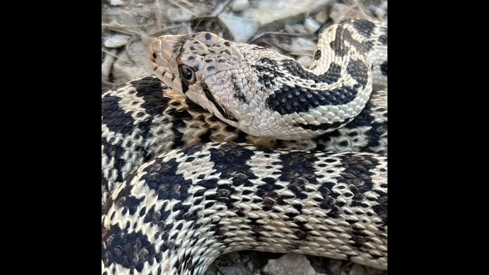 The Great Basin gopher snake is a non-venomous snake found primarily in the western United States and parts of southwestern Canada. You  can find these snakes in a wide range of habitats; grasslands, woodlands, and deserts. 