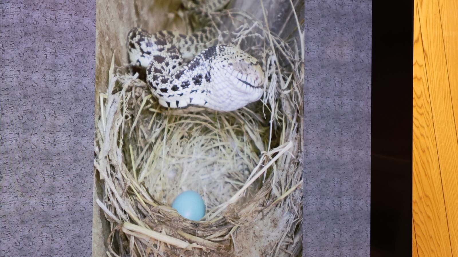 Bullsnakes are often found in trees, Charlotte Snoberger said. This one-eyed on is closing in on a robin’s egg.