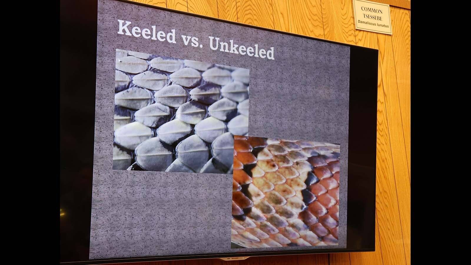 Charlotte Snoberger showed her audience the difference between keeled and unkeeled snake scales.